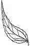 leaf drawing