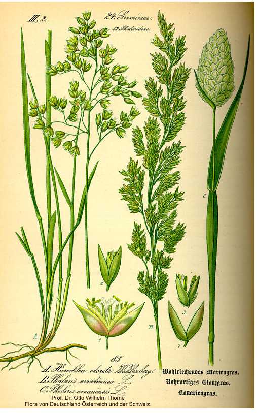 Anthoxanthum hirtum subsp. arcticum image