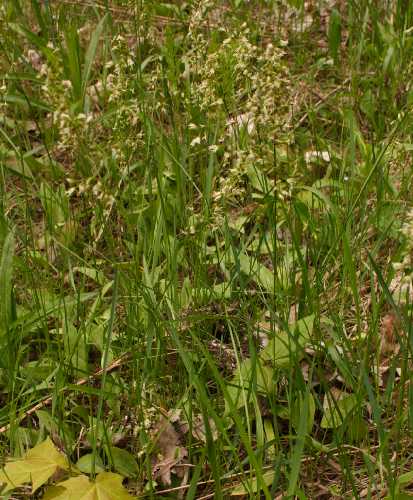 Anthoxanthum hirtum subsp. arcticum image