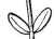 leaf drawing