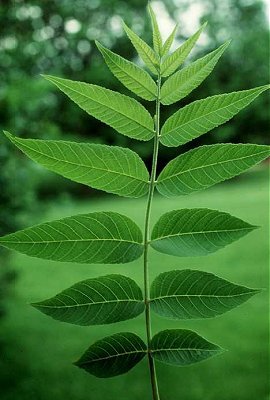 Juglans cinerea image