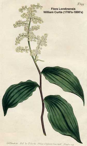 Maianthemum racemosum subsp. racemosum image