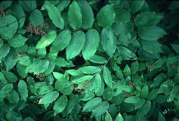 Maianthemum racemosum subsp. racemosum image