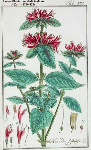 Monarda fistulosa subsp. fistulosa image