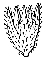 calyx drawing