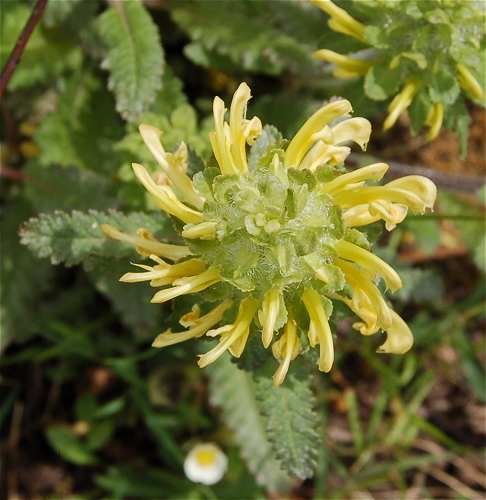 Pedicularis canadensis subsp. canadensis image