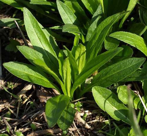 Physostegia virginiana subsp. virginiana image