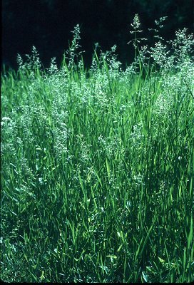 Poa pratensis image