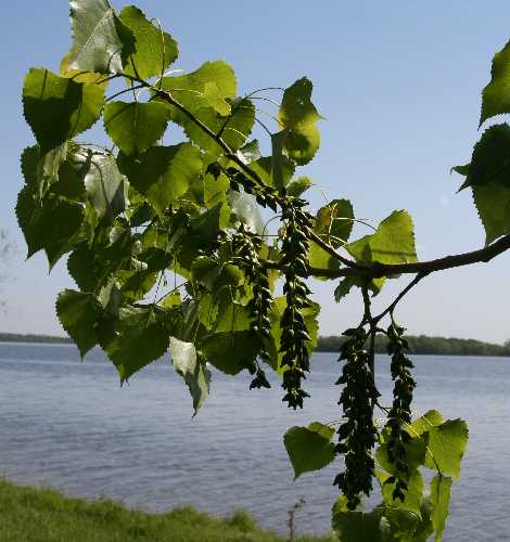 Populus deltoides subsp. monilifera image