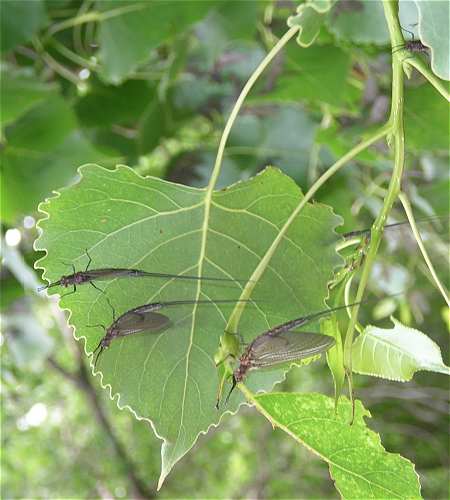 Populus deltoides subsp. monilifera image
