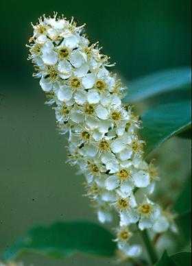 Prunus virginiana var. virginiana image