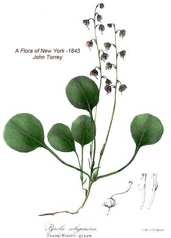 Pyrola asarifolia subsp. asarifolia image