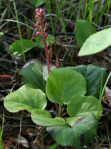 Pyrola asarifolia subsp. asarifolia image