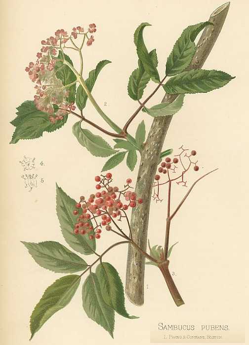 Sambucus racemosa subsp. pubens var. pubens image