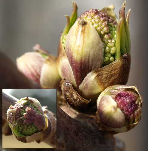 Sambucus racemosa subsp. pubens var. pubens image