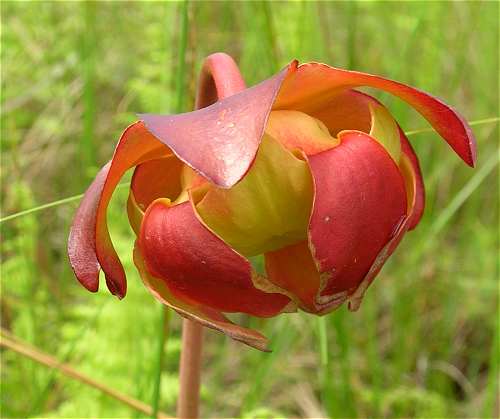 Sarracenia purpurea subsp. purpurea image