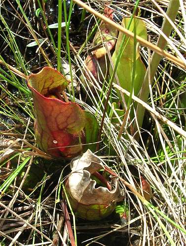 Sarracenia purpurea subsp. purpurea image