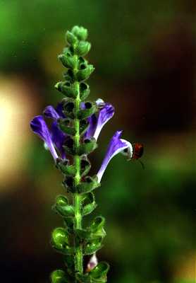 Scutellaria ovata subsp. ovata image