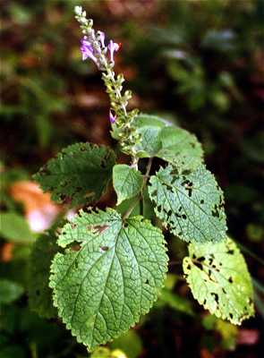 Scutellaria ovata subsp. ovata image