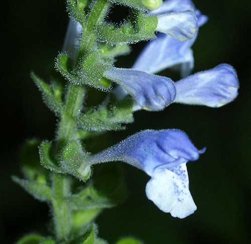 Scutellaria ovata subsp. ovata image