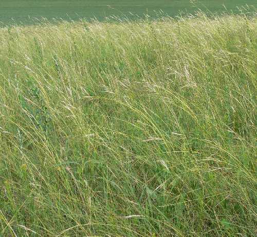 Hesperostipa spartea image