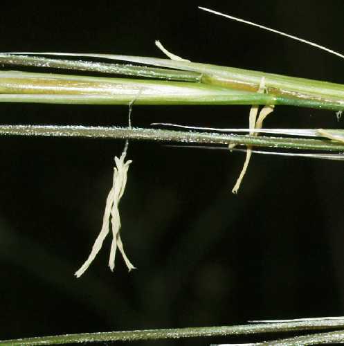 Hesperostipa spartea image