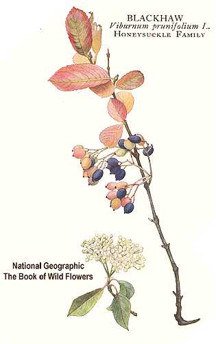 Viburnum prunifolium image