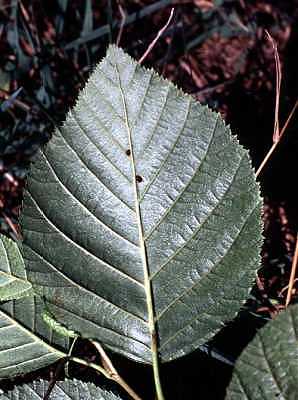 Alnus viridis subsp. crispa image