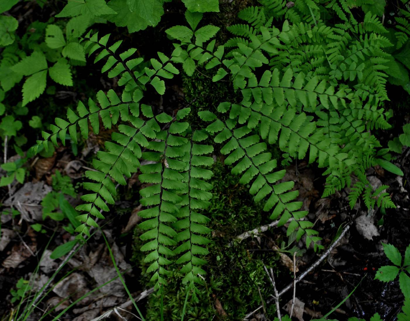 Адиантум стоповидный (a. pedatum)