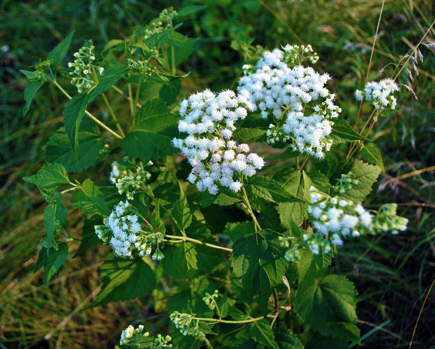 Ageratina altissima image