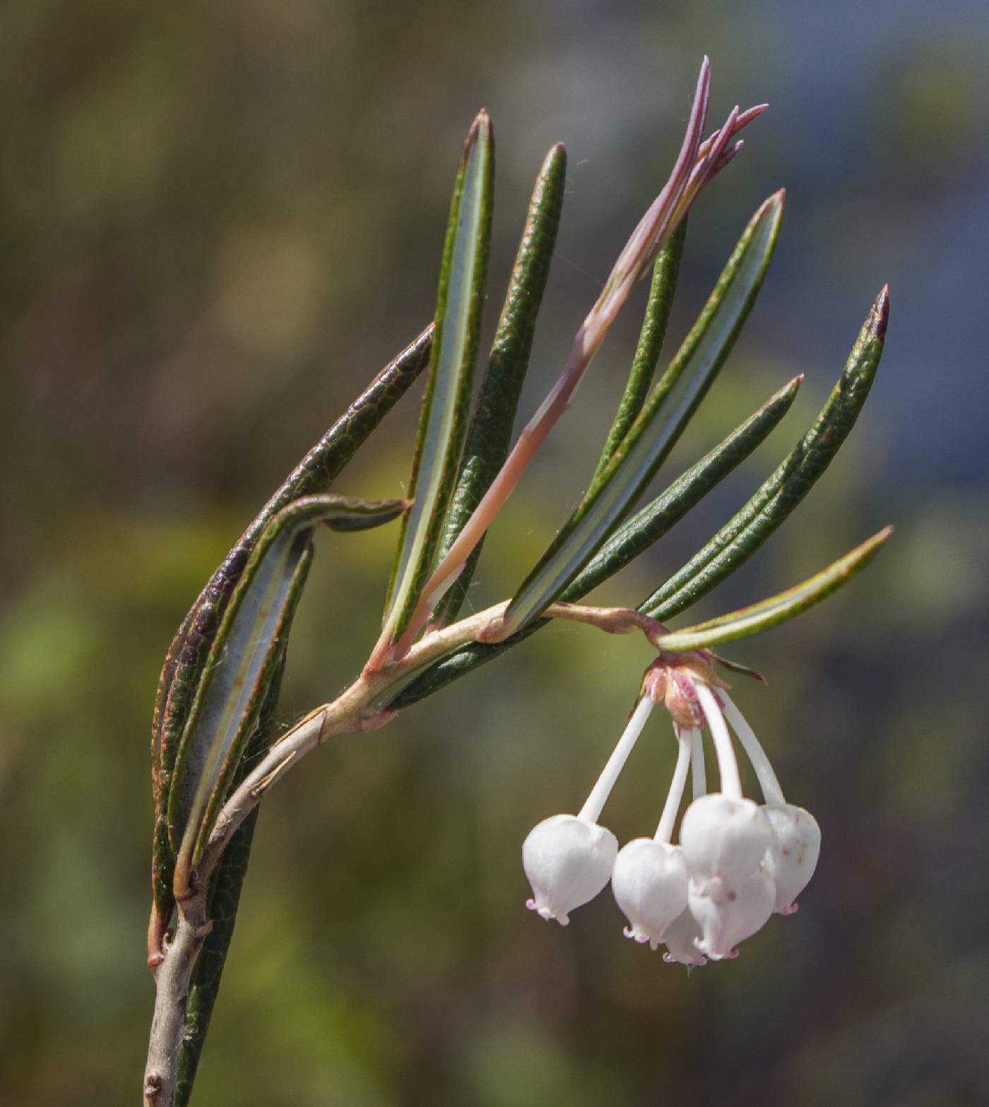 Andromeda polifolia image