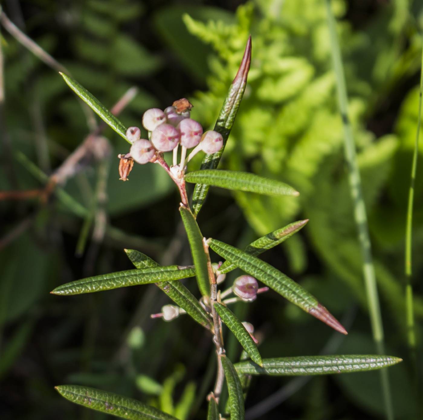 Andromeda polifolia image