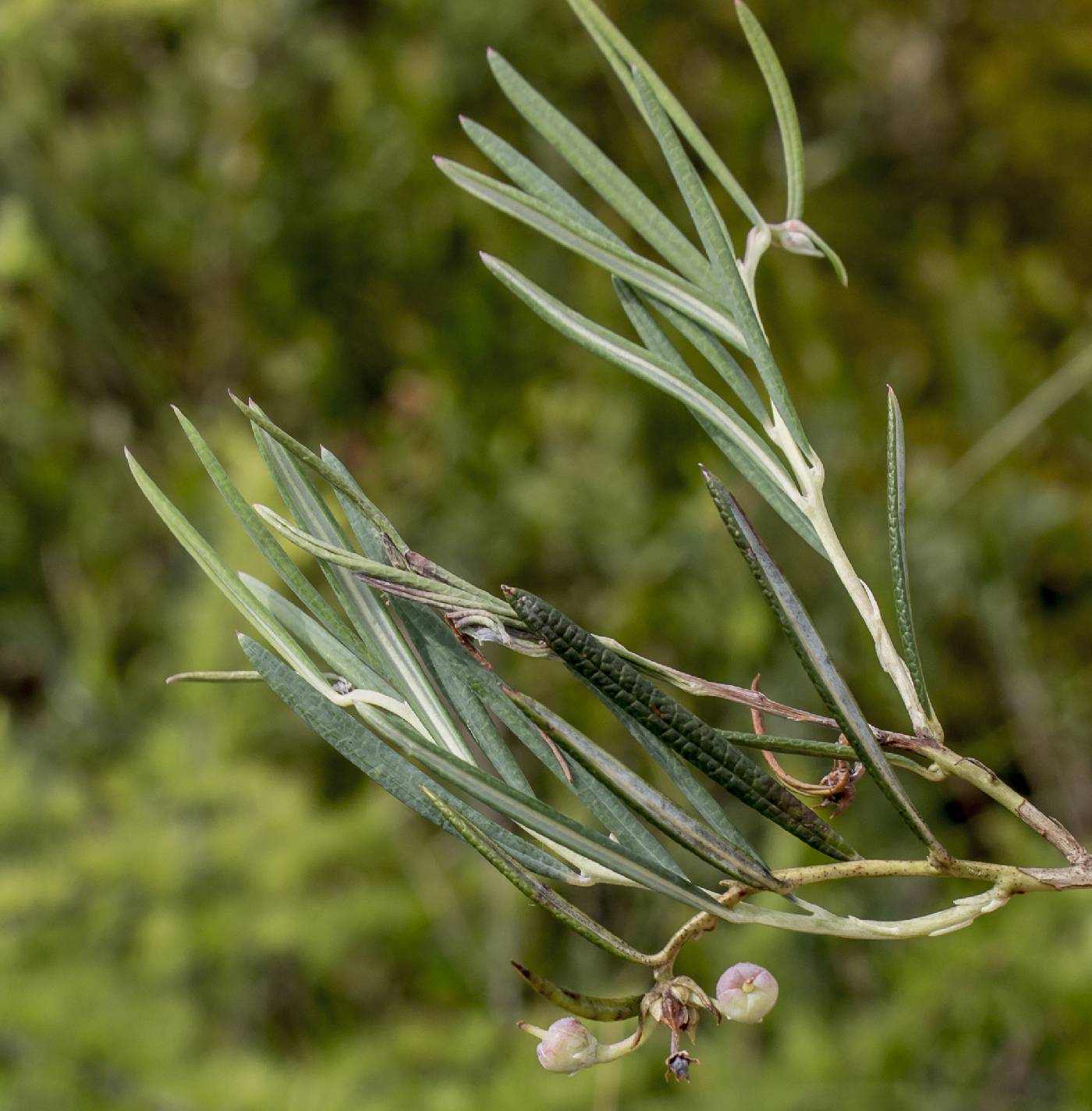 Andromeda polifolia image