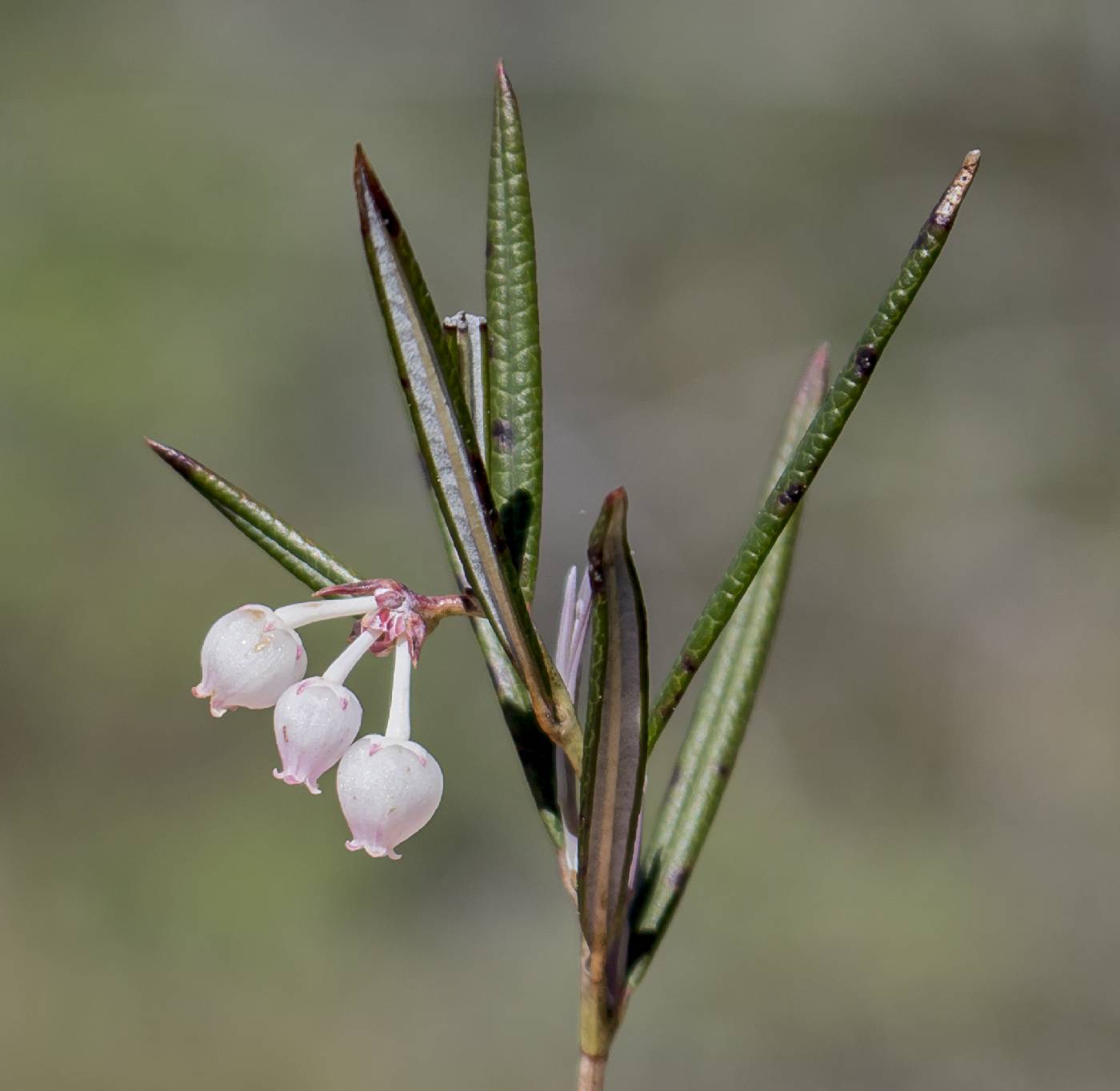 Andromeda polifolia image