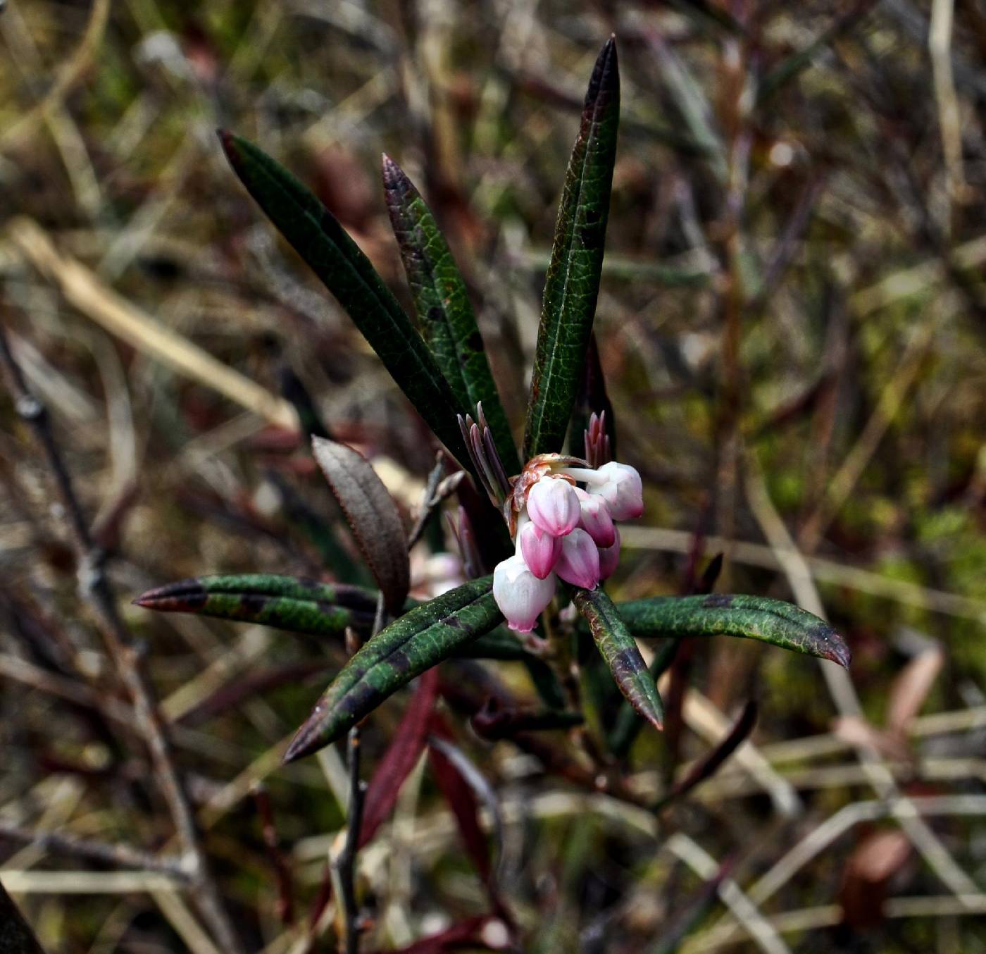 Andromeda polifolia image