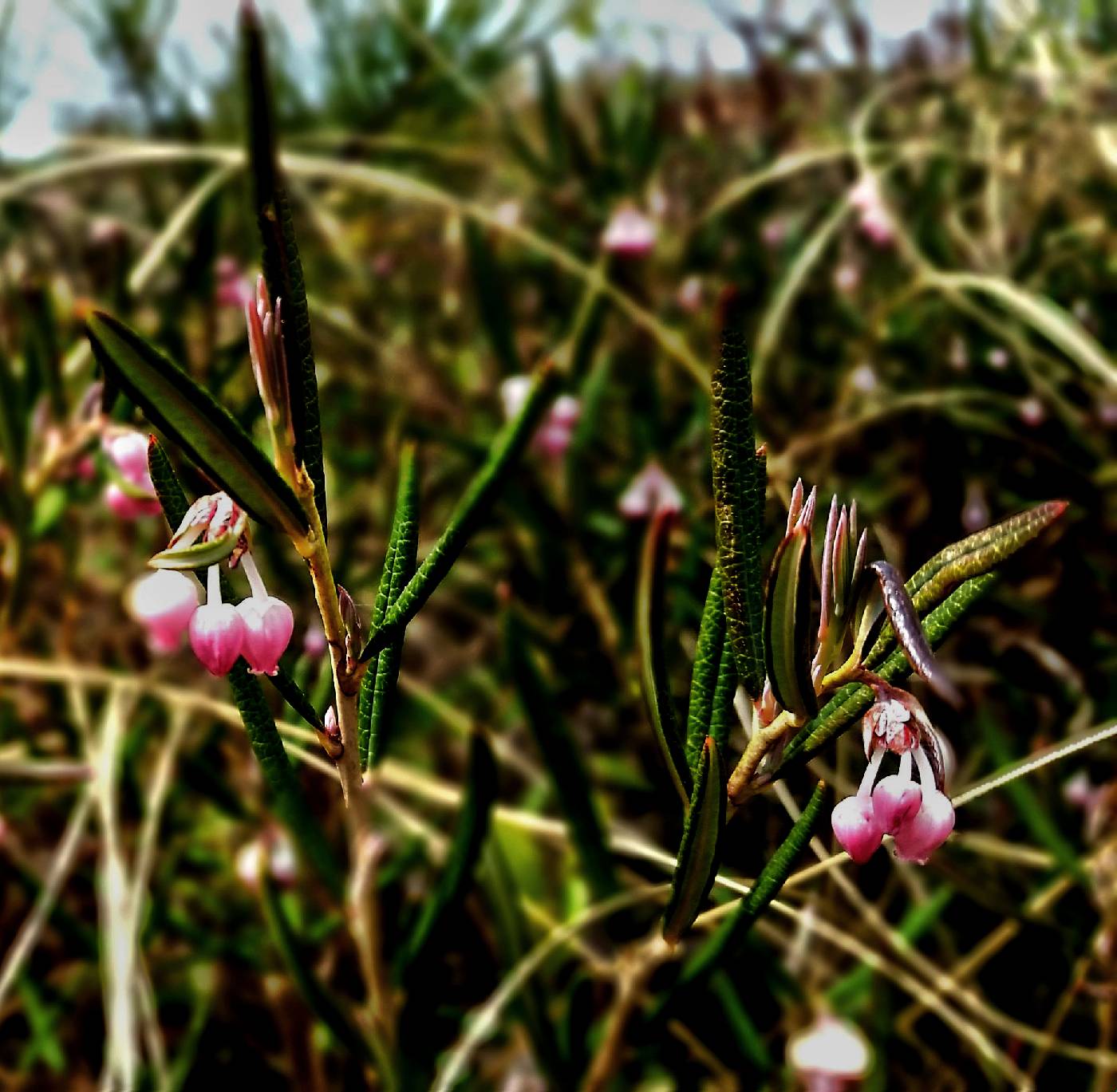 Andromeda polifolia image