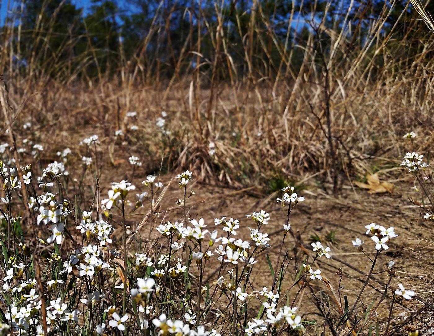 Arabidopsis lyrata image