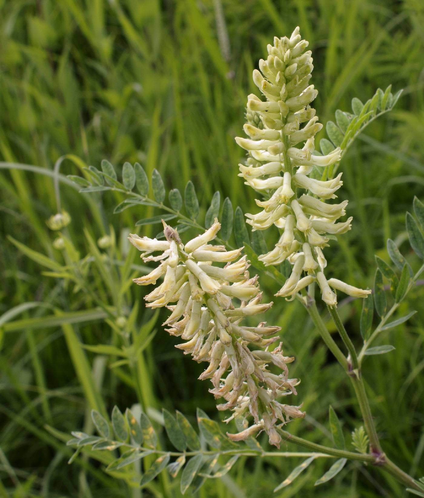 Online Virtual Flora of Wisconsin - Astragalus canadensis