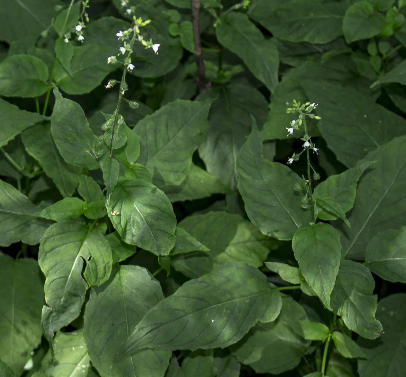 Circaea canadensis image