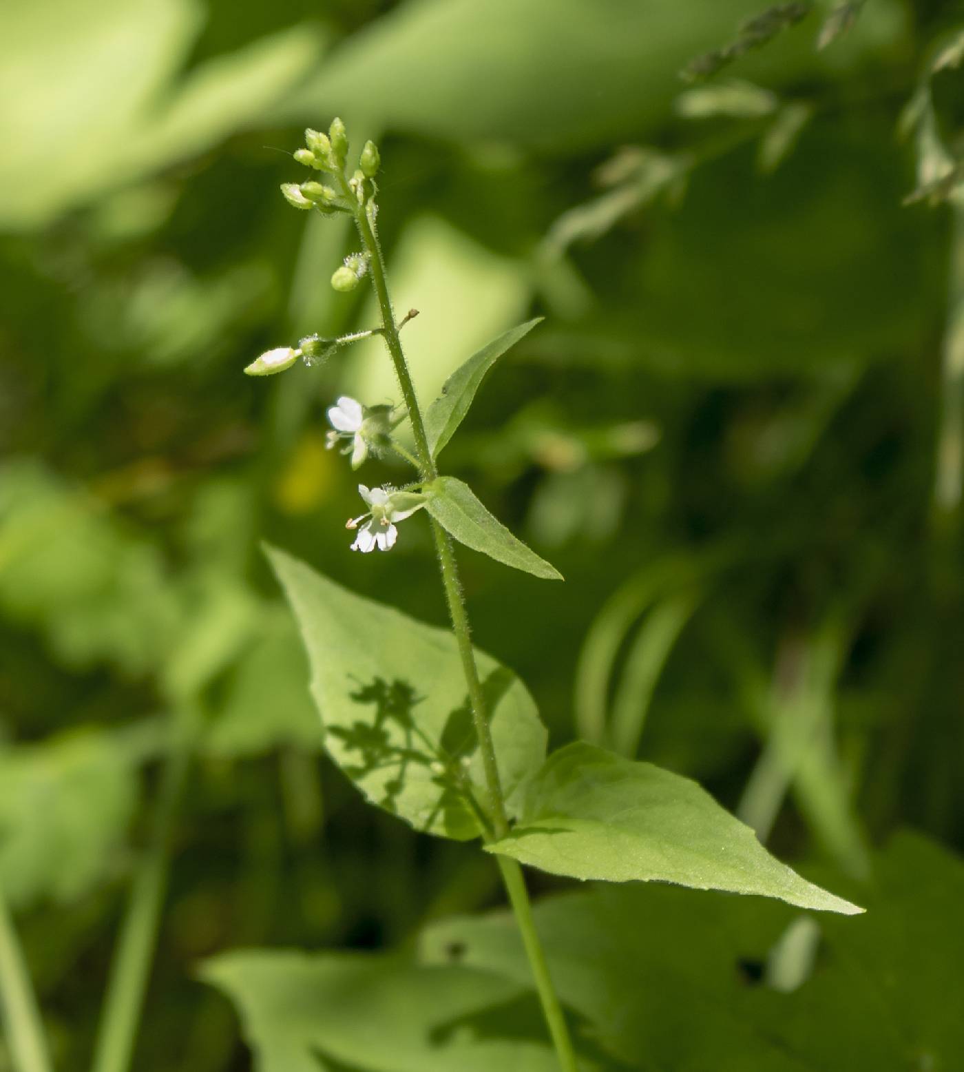 Circaea canadensis image
