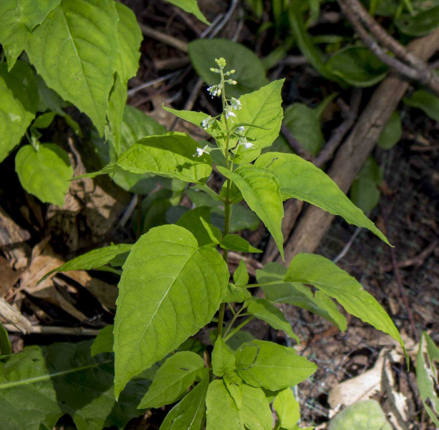 Circaea canadensis image