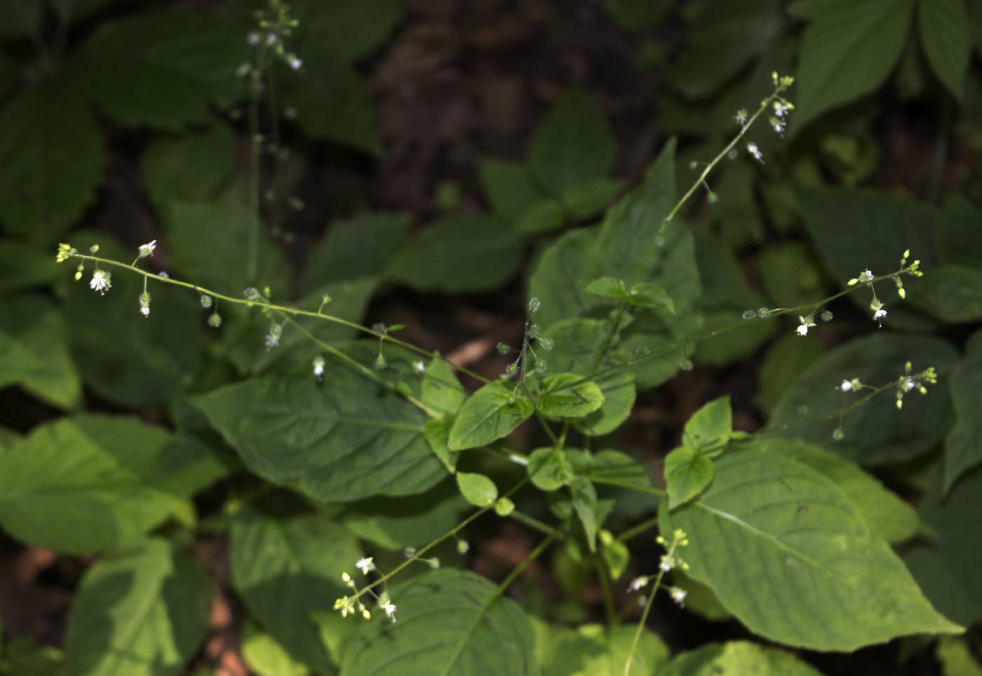 Circaea canadensis image
