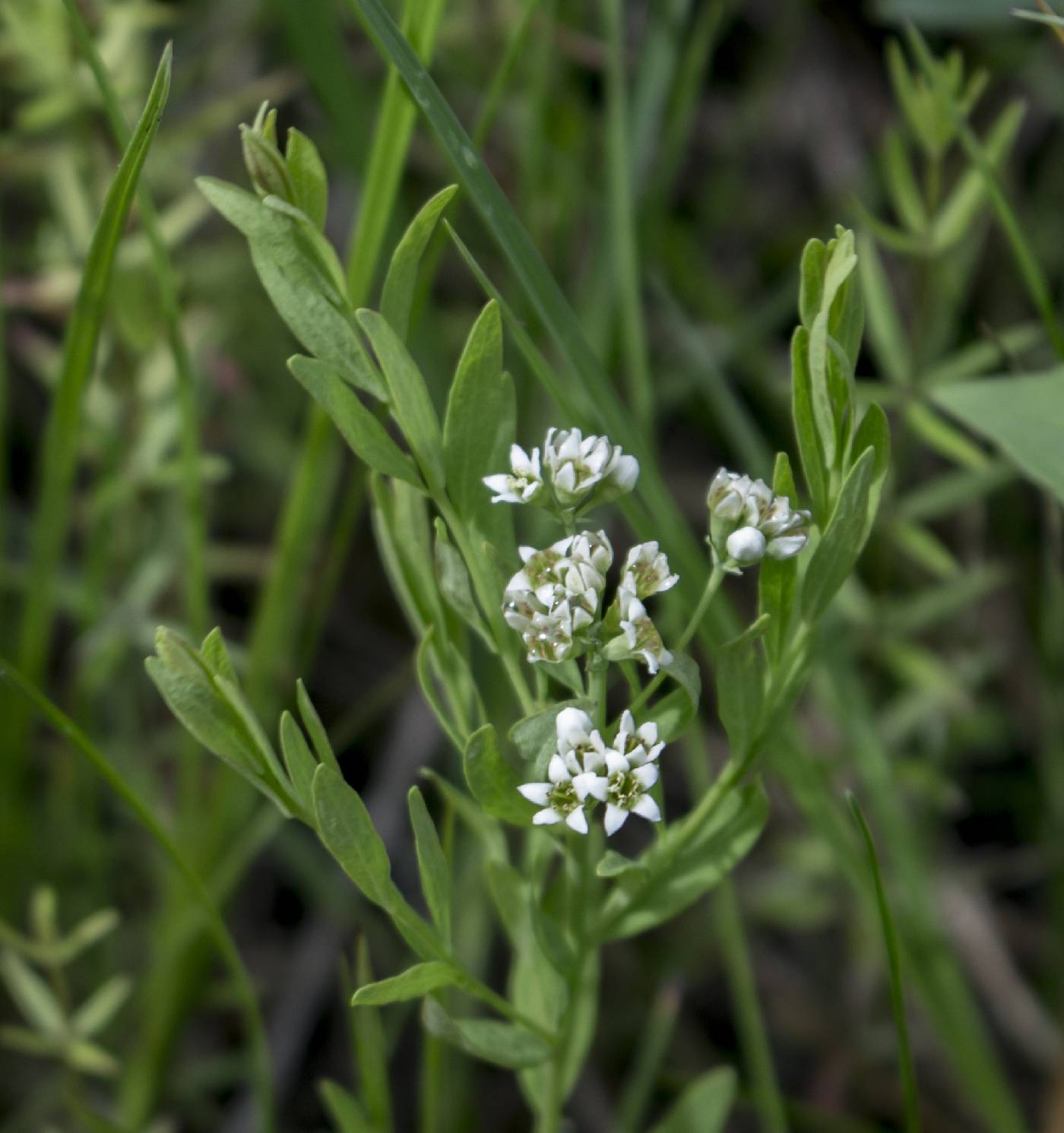 Online Virtual Flora Of Wisconsin Comandra Umbellata