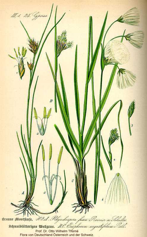Eriophorum angustifolium subsp. angustifolium image
