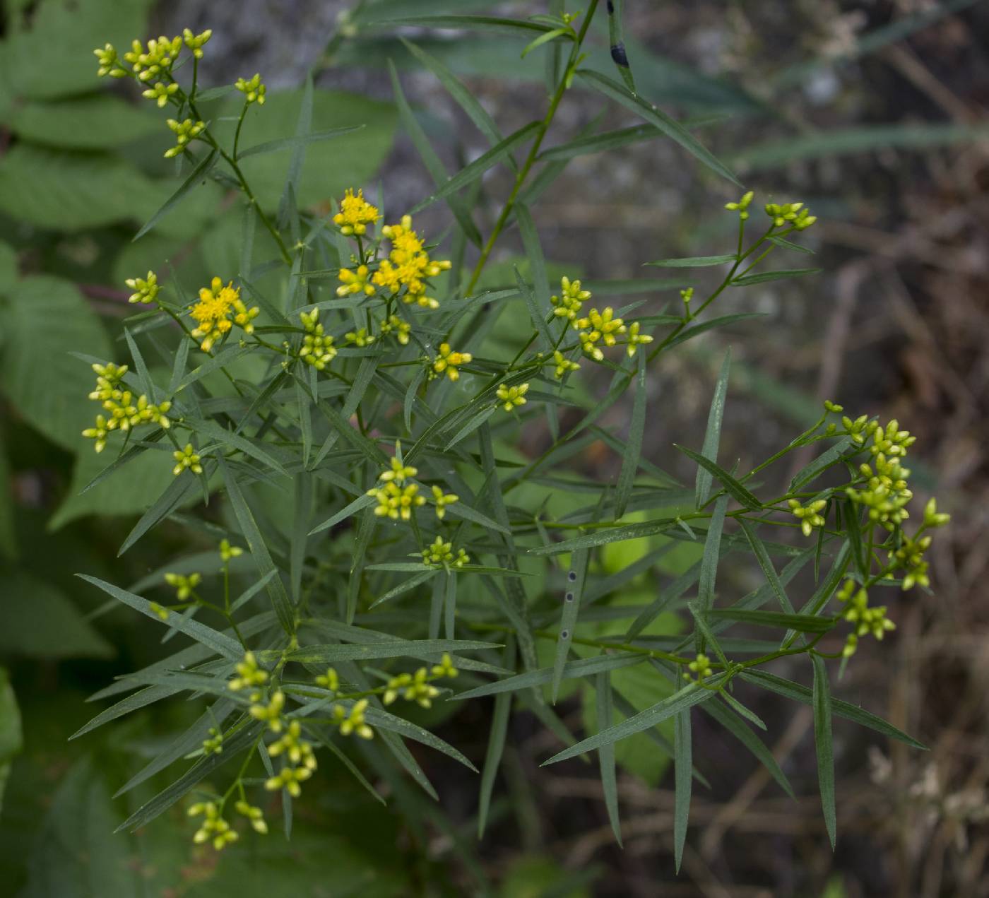 Euthamia graminifolia image