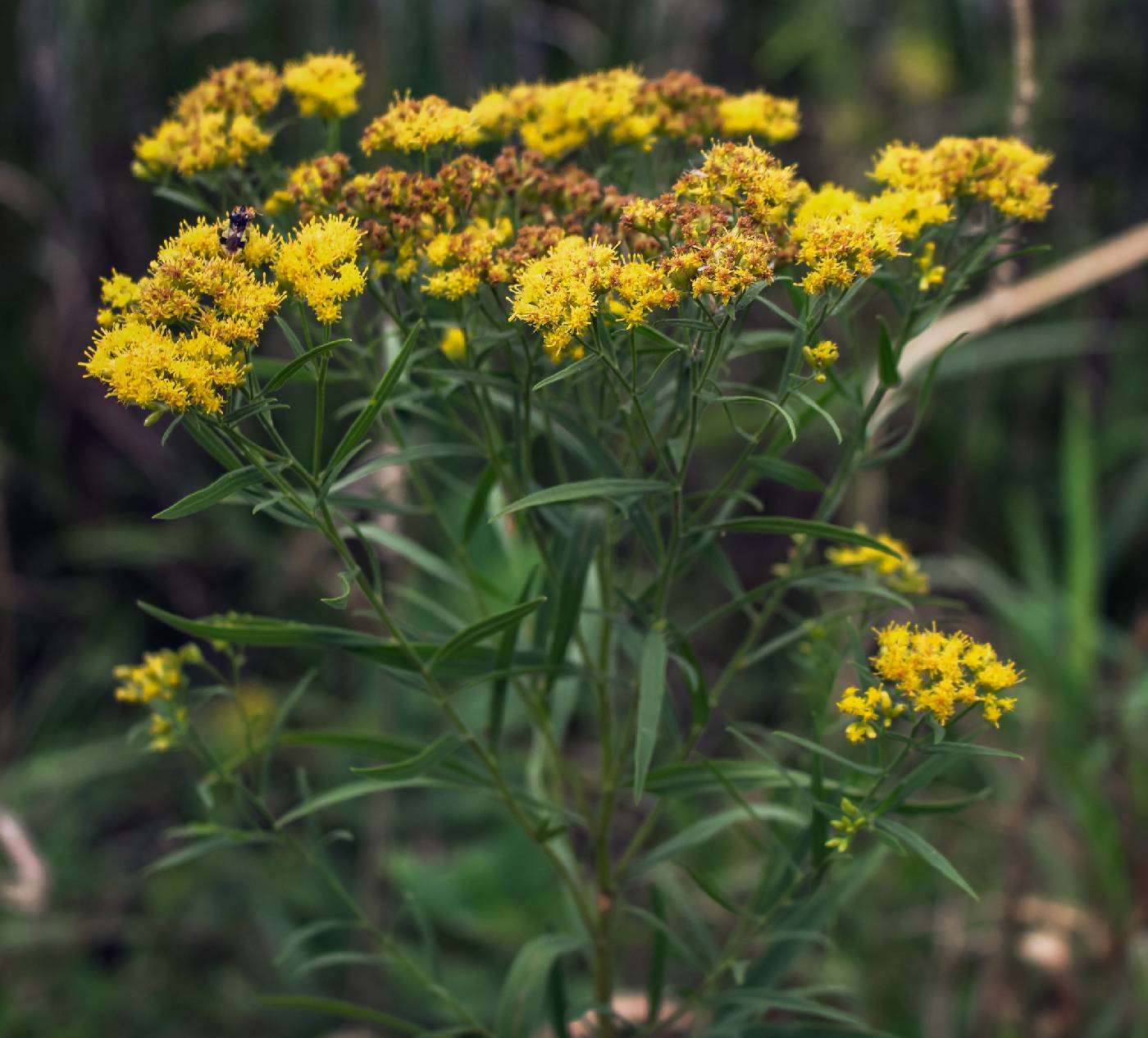Euthamia graminifolia image