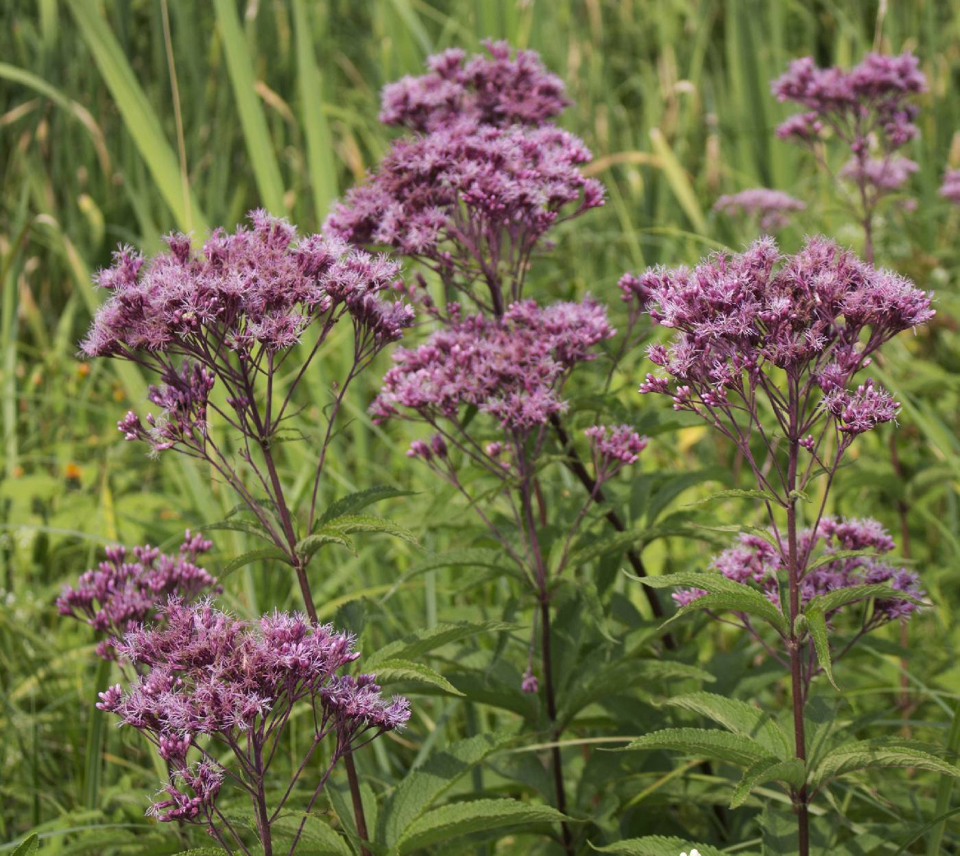 Online Virtual Flora of Wisconsin - Eutrochium maculatum