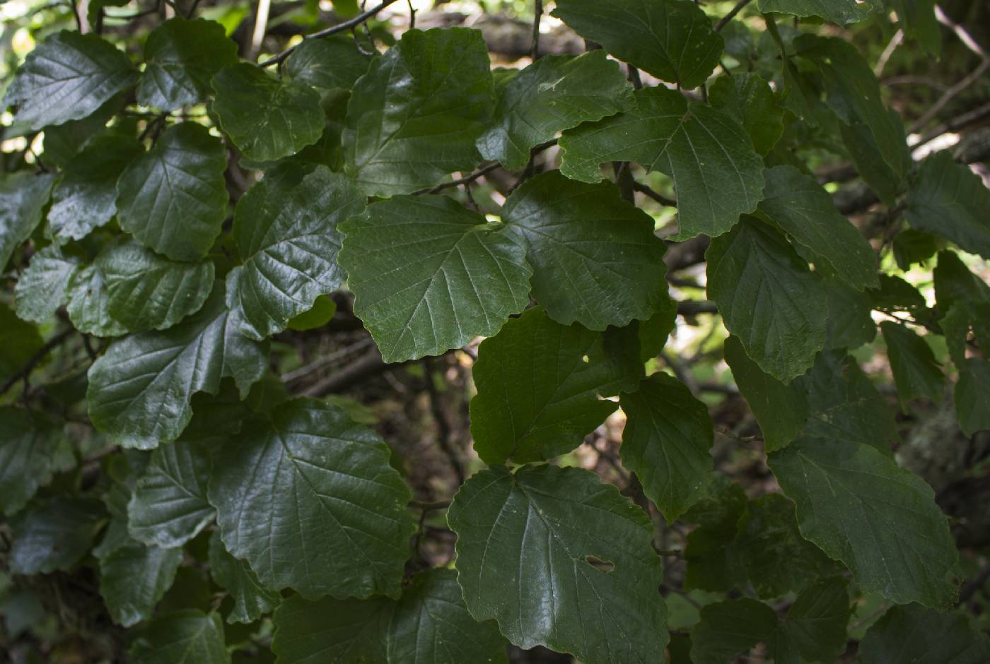 Hamamelis virginiana image