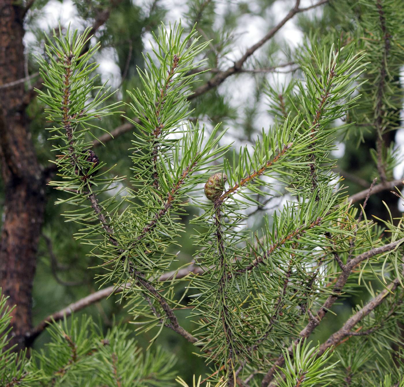 Online Virtual Flora of Wisconsin - Pinus banksiana