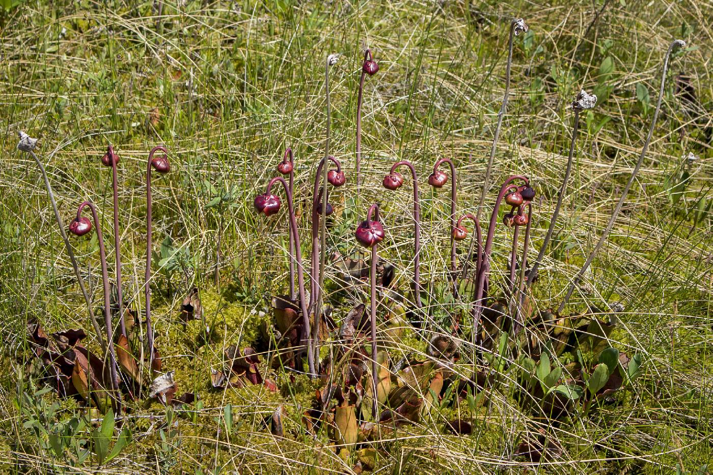 Sarracenia purpurea image